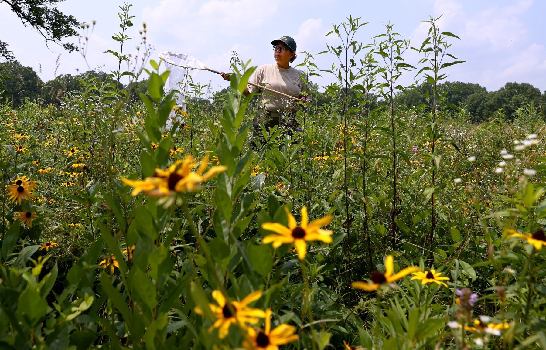 Missouri Bumblebee Atlas, counting the bees